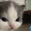 kitten