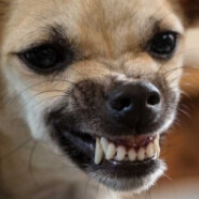 Mad_Chihuahua1962 - steam id 76561197970623430