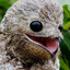 Birb