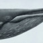 Blue Whale