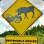 Invincible Moose