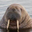 Wayfaring Walrus