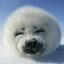 Seal_-_