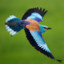 EuropeanRoller