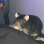 Rat