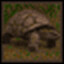 Quake 2 Turtle