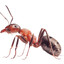 the ant of 2fort