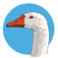 goose