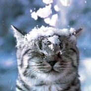 АПАТИЯ