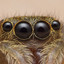 CheerfulSpider