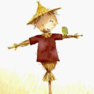 澳大利亚老母牛