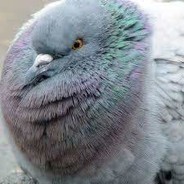 FaT_PigeOn_CZ