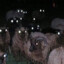 10,000 sheep