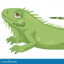 iguana