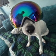 Dog With Ski Goggle