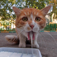 hand crushed by a mallet