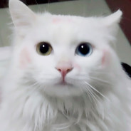 昭和元禄落语心中