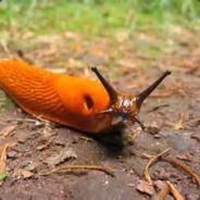 Slug