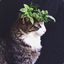 头顶绿叶红花的猫
