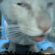 超级无敌大帅哥