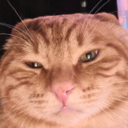 圆头老吴棘背龙