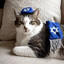 Jew-cat
