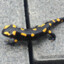 Salamandra