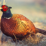 Pheasant