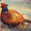 Pheasant