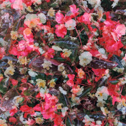 モータースポーツ