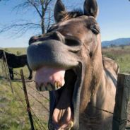 FinKle - steam id 76561197963144188