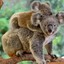 koala