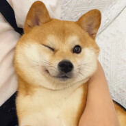 平平无奇张学友