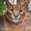 caracal_pumba