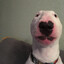 perrito