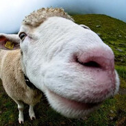 ЗАЛУПА БАРАШКА