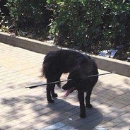 一箭射爆叶盖宇狗头