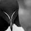 FuturisticRazorbill8571