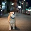 Shiba