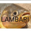 Lambari