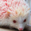 RANDOM_HEDGEHOG