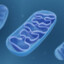 Mitochondria