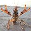 Comrade_CrayFish