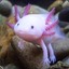 Amicable Axolotl