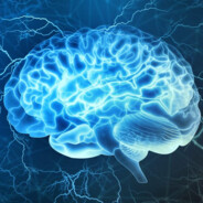 Cerebrum