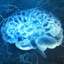 Cerebrum