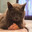 Insolent Larry