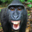 black monkey sex offender