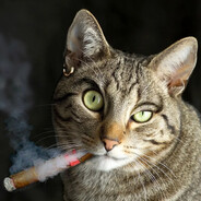 Курящий котяра =)