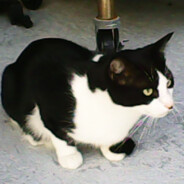 Scupper the cat avatar